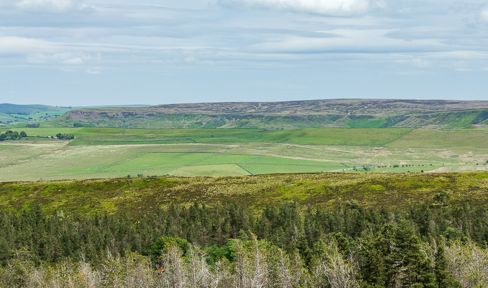 Combs Moss